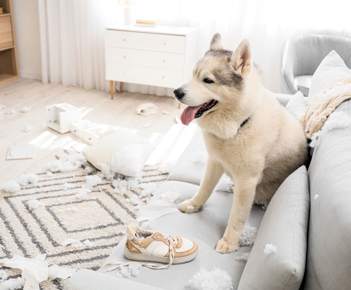 Dog in messy living room representing unexpected expenses that Skip-A-Pay may help manage